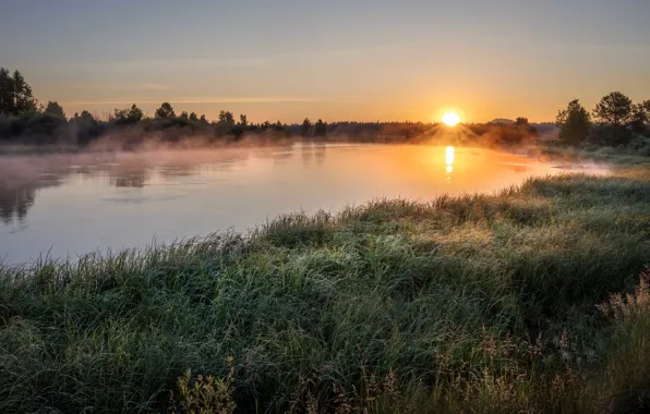 Grass, the sun, drops, fog, lake, Rosa, dawn, shore