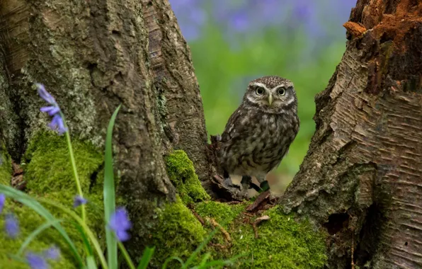 Picture trees, flowers, owl, bird, moss, feathers