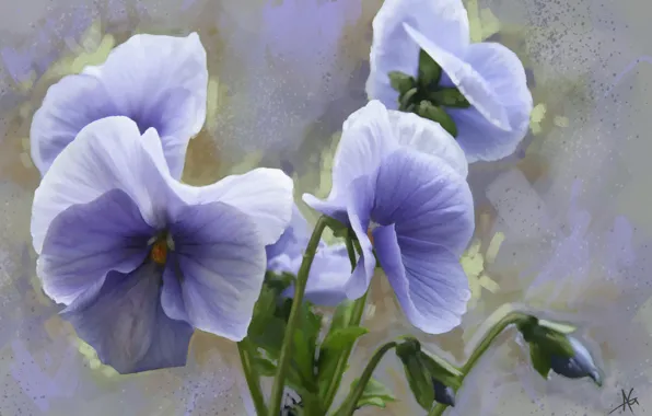 Flowers, Pansy, viola