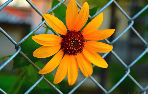 Picture Macro, Macro, Yellow flower, Yellow flower