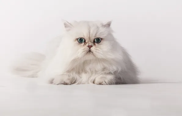 Cat, look, background