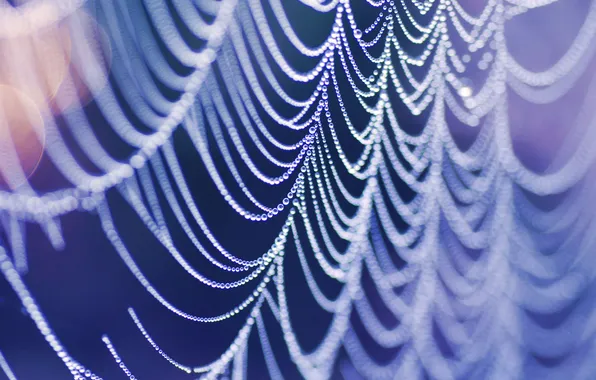 Water, drops, macro, light, glare, color, web