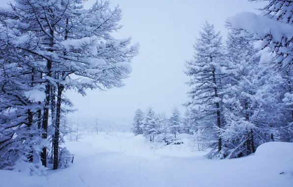 Picture winter, snow, Landscape, snow valley