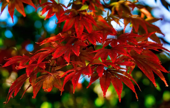 Picture autumn, leaves, macro, branch, the crimson