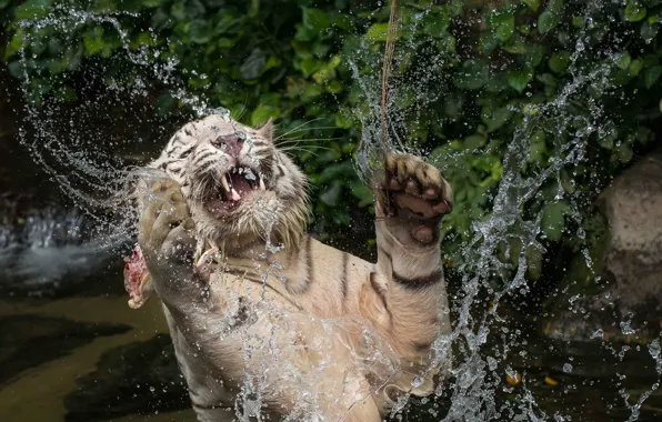 Picture face, water, squirt, jump, the game, predator, paws, bathing