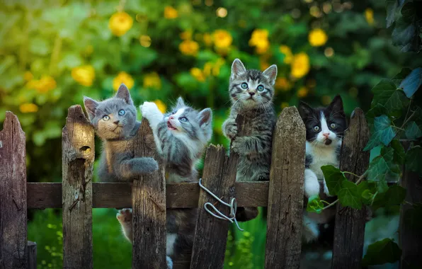 Picture the fence, kittens, kids, Yuriy Korotun