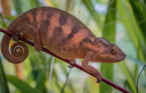 Picture look, leaves, branches, chameleon, profile, reptile