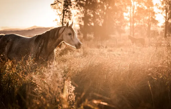 Picture fog, horse, morning