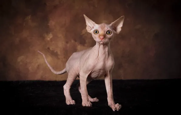 Cat, look, pose, the dark background, kitty, muzzle, fur, is