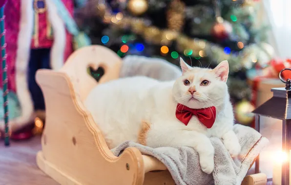 Cat, cat, look, pose, cute, face