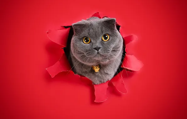 Cat, cat, look, pose, face