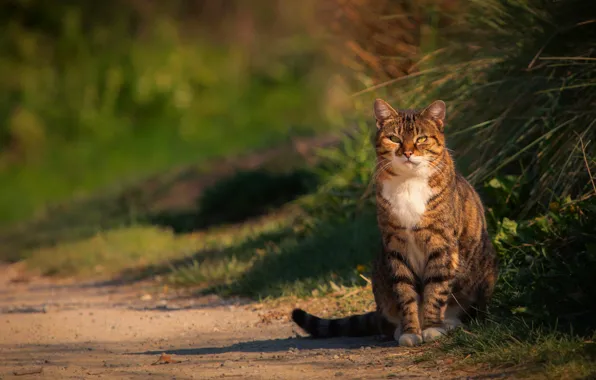 Picture road, cat, grass, cat, light, grey, walk, sitting