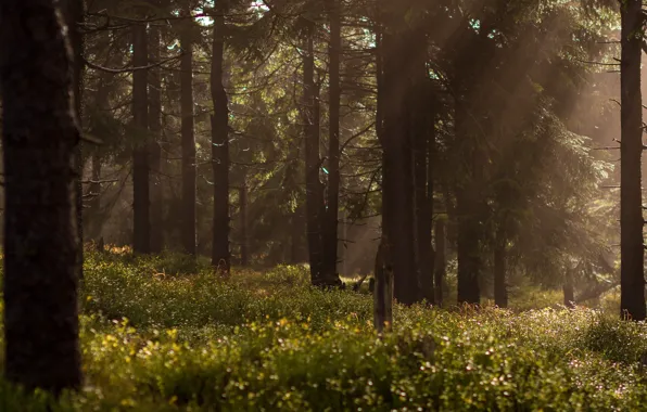 Wallpaper forest, light, grass, trees, rays