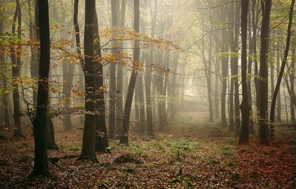 Picture autumn, forest, fog, photo