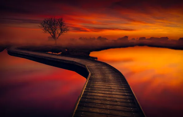 The sky, tree, the evening, pond