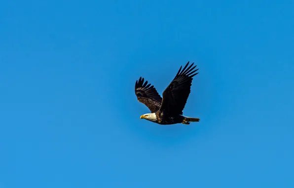 Picture flight, eagle, wings, blue sky, bald eagle, wildlife
