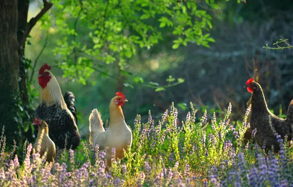 Flowers, birds, cock, chickens