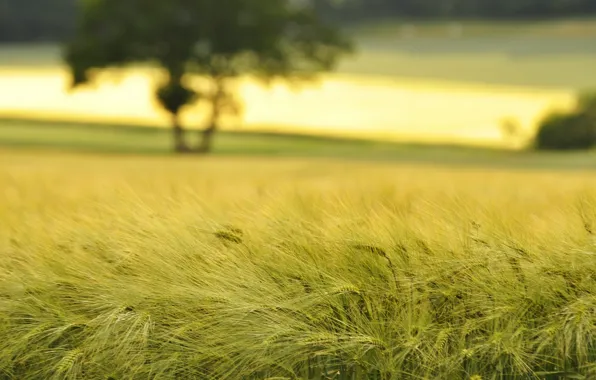 Picture wheat, field, macro, nature, field, spikelets, ears, spike