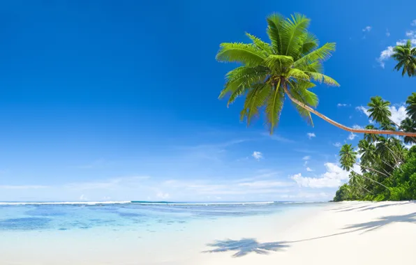 Sea, beach, nature, tropics, palm trees, shadow, coconuts