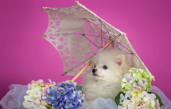 White, umbrella, puppy, hydrangea, Spitz