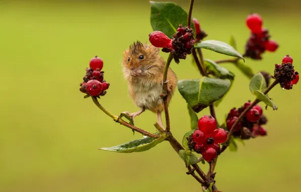 Berries, wet, branch, mouse, baby