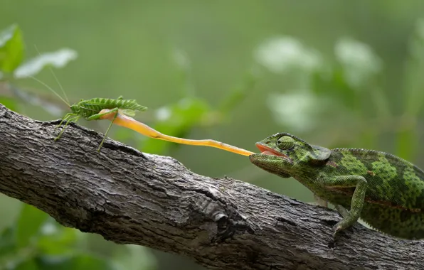 Food, grasshopper, South Africa, South Africa, The Kruger national Park, lizard Chameleon