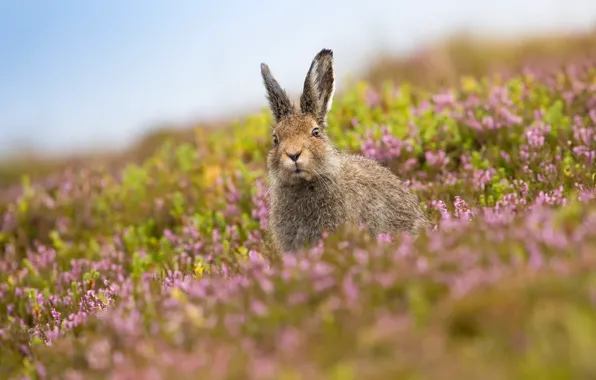 Picture field, summer, hare