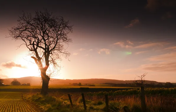 Field, landscape, sunset, tree, the fence