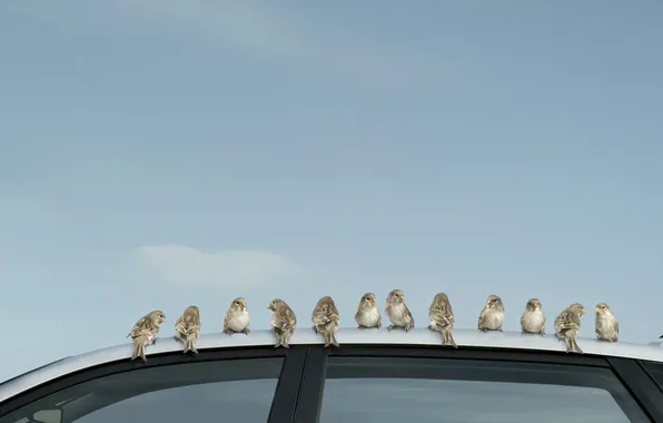 Picture bird, Sparrow, car