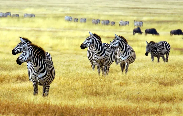 Picture profile, the herd, Zebra