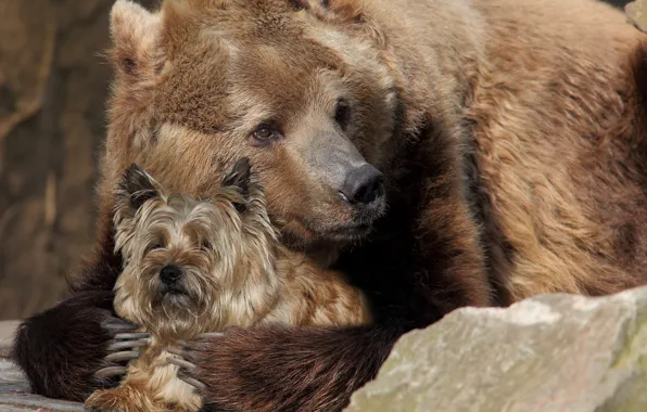 Dog, rocks, friends, Bear