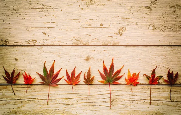 Autumn, leaves, Board, maple