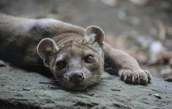 Picture look, face, lies, Fossa