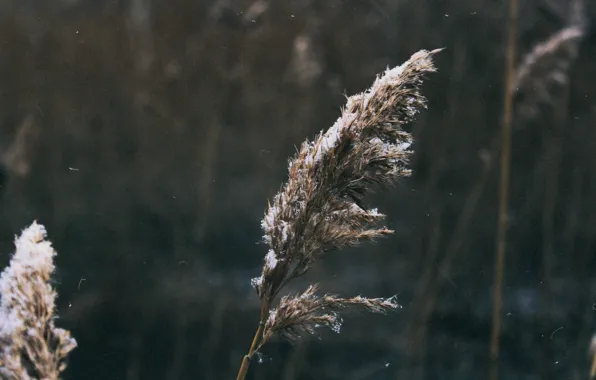 Cold, winter, macro, snow, reed, vintage