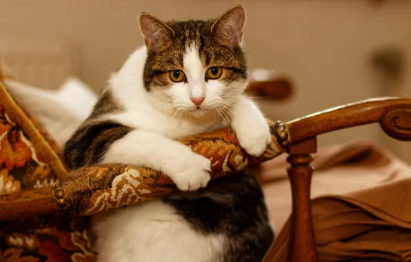 Cat, cat, look, face, background, furniture, portrait, chair
