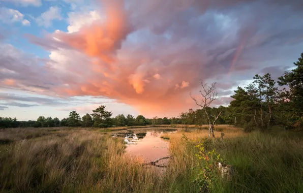 Picture forest, summer, pond