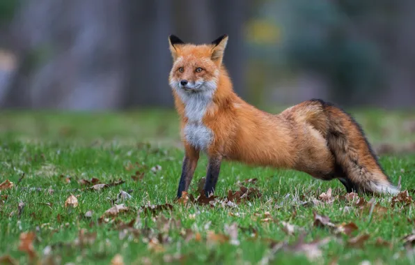 Autumn, grass, leaves, nature, pose, glade, Fox, red