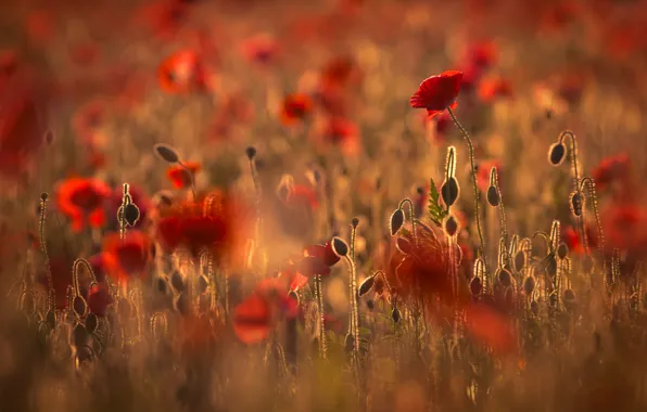 Picture field, summer, light, flowers, red, nature, glade, bright