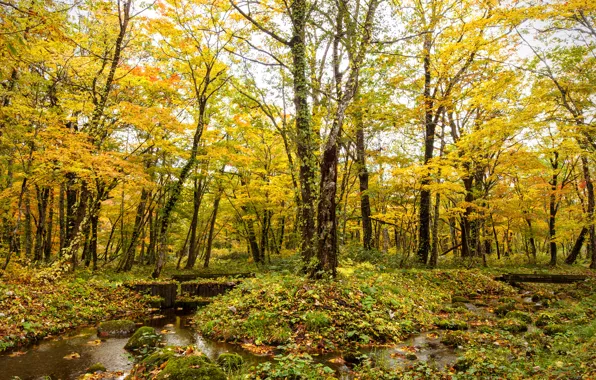 Picture autumn, forest, stream
