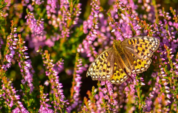Picture macro, butterfly, Heather, Fritillary Aglaia