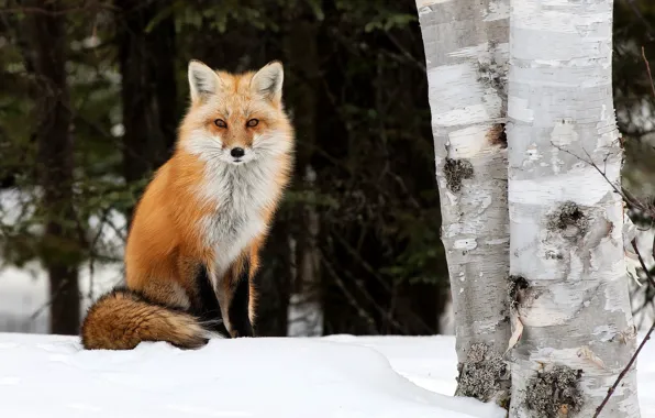 Picture winter, trees, nature, animal, Fox, birch, Fox, Peter Darcy