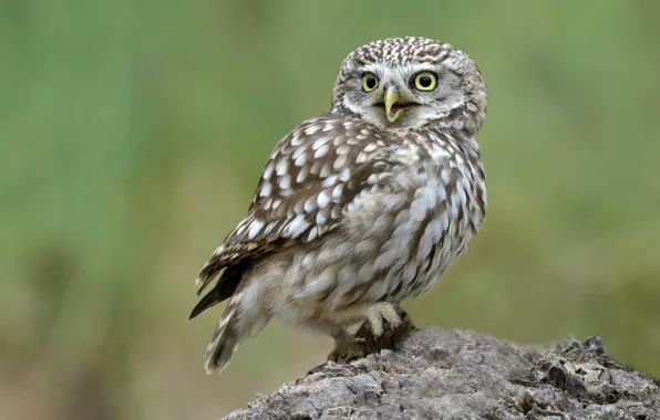 Picture birds, owl, stump, bokeh, little owl