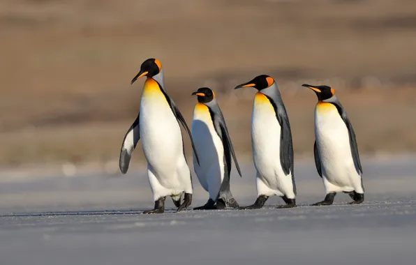 Birds, penguins, walk