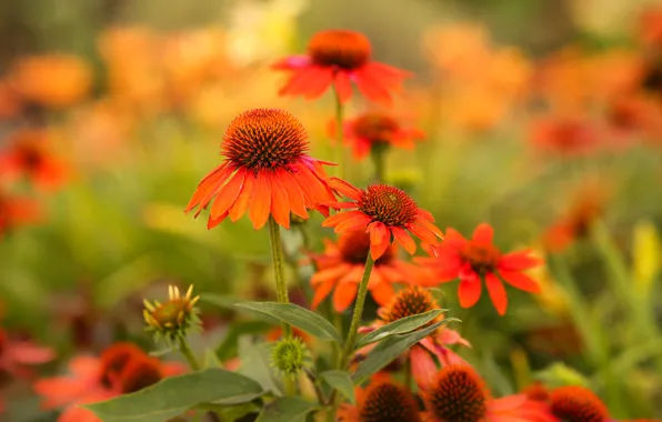 Leaves, flowers, bright, garden, red, orange, flowerbed, bokeh