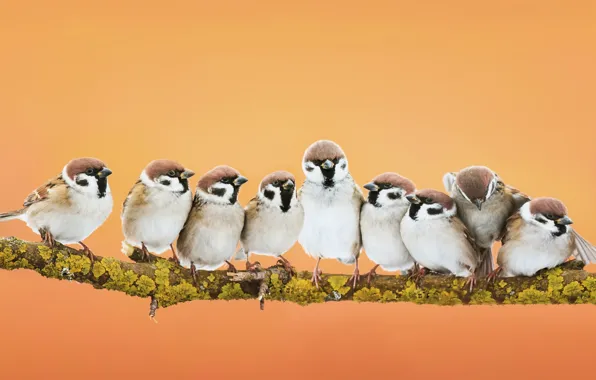 Look, birds, together, branch, Sparrow, orange background, a lot, flock