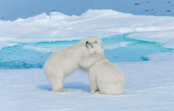 Winter, white, snow, nature, pose, shore, ice, bear
