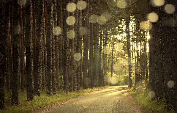 Picture road, forest, light, glare, the evening, pine