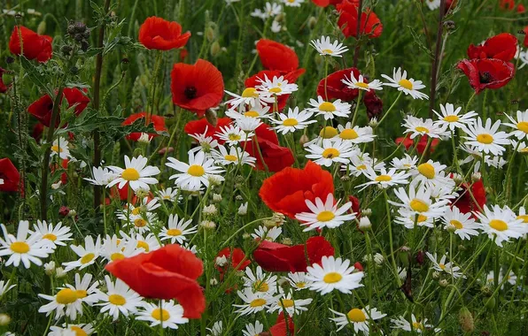 Maki, chamomile, meadow