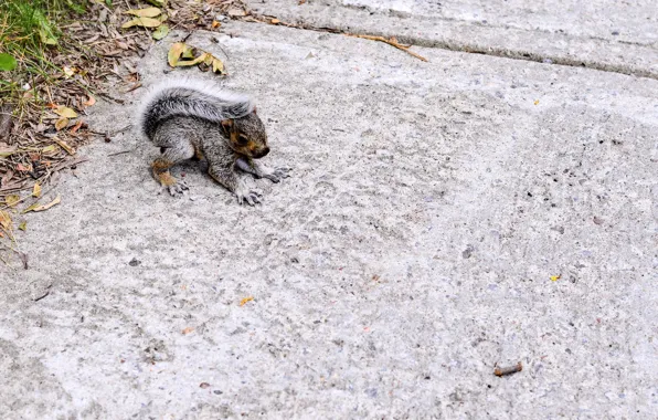 Animal, protein, tail