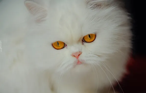 Cat, white, cat, look, pose, portrait, fluffy, face